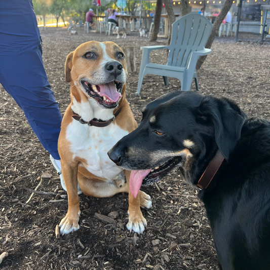 Two dogs, one brown and white and one black, standing together in a park setting with people and trees in the background.